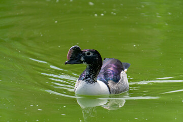 wild water duck, a very rare type of duck that swims on the water in a pond