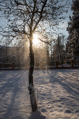 Frosty branches shimmer in the light as snowflakes cascade gently around a lone tree, creating a peaceful winter wonderland filled with sparkling white joy.