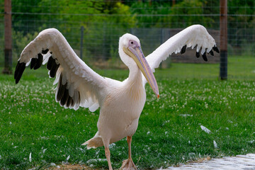 wild water bird pink pelican standing in the water while hunting for fish. beautiful huge bird with a big colorful beak in a body of water. portrait of a wild animal