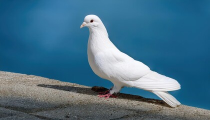 Isolated White Dove on Transparent Background A Symbol of Purity and Hope in a Crisp, Clean Environment, Perfect for Digital Art, Home Decor, or Design Inspiration.