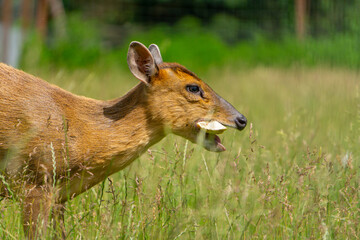 chinese mundzak wild animal on green grass while eating apple