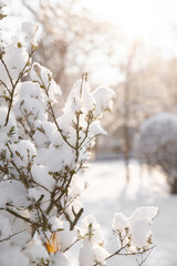 Delicate branches adorned with thick layers of snow create a serene landscape, showcasing the beauty of winter's grip in a tranquil setting. Soft glimmers of sunlight enhance the frost.