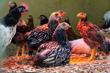 different types of hens in the hen house sitting under a red lamp.farm animals.