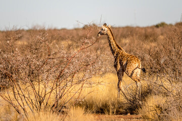 young Giraffe among thorn bushes in Kalahari green desert countryside, near Hoachanas, Namibia