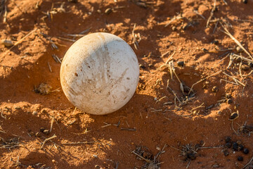 Ostrich egg on red sand in Kalahari green desert countryside, near Hoachanas, Namibia