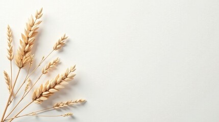 Dried Wheat Stalks Arranged on a Plain White Background, Offering a Simple and Elegant Composition Perfect for Various Design Applications