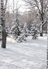 A peaceful winter landscape showcases majestic trees blanketed in white snow, sparkling under the clear sky, creating an enchanting postcard-perfect atmosphere.