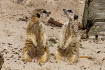 wild meerkat animals sitting on their hind legs. funny little animals, mammals sitting on the sand and looking at each other.