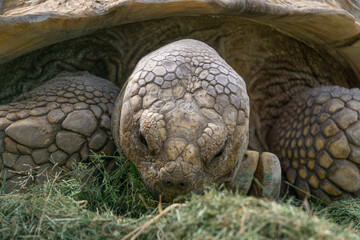 huge desert tortoise having a meal. portrait of a wild animal