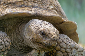 huge desert tortoise having a meal. portrait of a wild animal