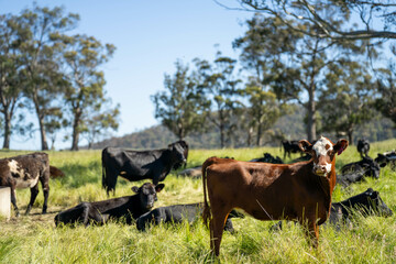 Stud beef cows in a field on a farm in England. English cattle in a meadow grazing on pasture in...