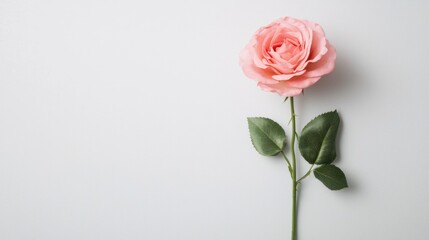 Fototapeta premium Stunning pink rose mockup white background floral photography minimalist style close-up shot visual serenity
