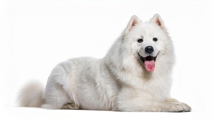 Radiant White Samoyed Dog, Caught in a Playful Moment of Exertion Against a Crisp, Clean Backdrop