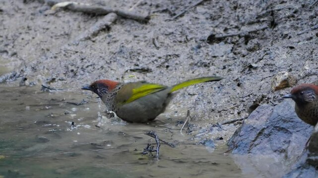 Chestnut-crowned laughingthrush and Rufous Sibia bird