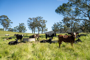 angus calm cow drinking water out of a round trough. livestock water trough in a field on a cattle farm in Australia