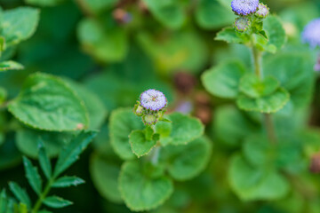 アゲラタムの小さな花