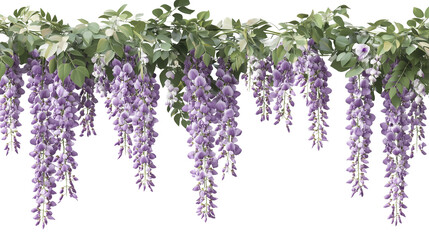 Purple hanging garland wisteria flower cutout on transparent background, PNG