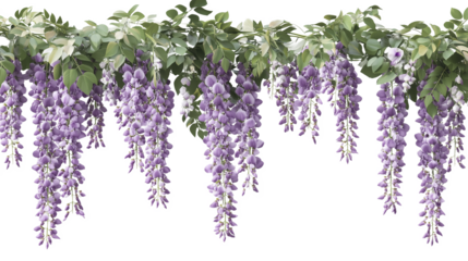 Purple hanging garland wisteria flower cutout on transparent background, PNG