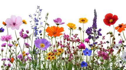 Assortment of wildflowers colorful summer flowers on transparent background, PNG © Rames studio