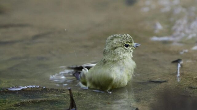 Chestnut-tailed Minla playing in water