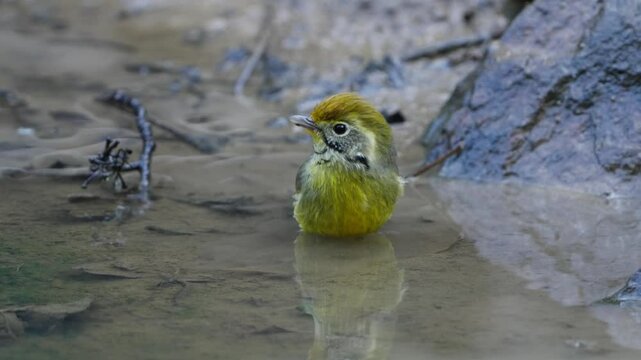 Chestnut-tailed Minla bird playing in lake