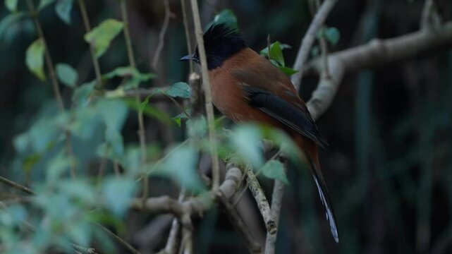 Rufous Sibia bird in nepal