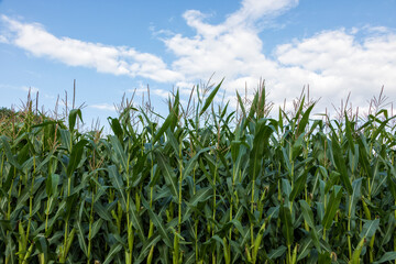 Obraz premium Corn field in bloom, blue sky