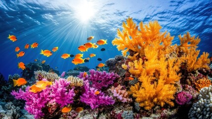 Obraz premium Vibrant Underwater Paradise: A Colorful Coral Reef Ecosystem
