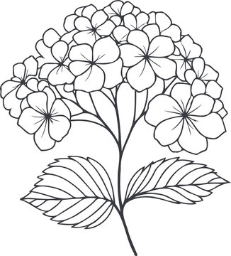 recommend clip art: PNG set of contour spring flowers Geranium, 
                    line art floral drawing, outline leaves, 
                    black and white illustration Hydrangea, 
                    set of decorative elements of plants stylized Rhododendron