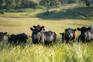 beautiful cattle in Australia  eating grass, grazing on pasture. Herd of cows free range beef being regenerative raised on an agricultural farm. Sustainable farming