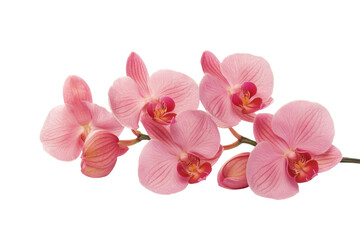Stem of pink orchids isolated on transparent or white background, png