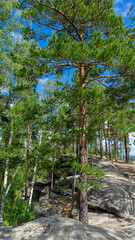 Small Devils rock, Devil's Hillfort complex on sunny summer day. Iset Park, Iset village, Sverdlovsk region, Russia. Hiking. Pine trees on rock. Vertical image