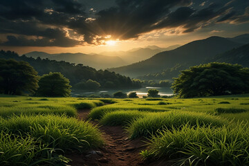 Obraz premium rice field at sunset