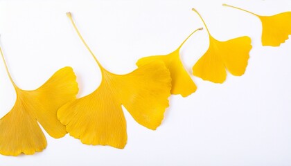 Obraz premium イチョウ 黄葉 秋 紅葉 葉 葉脈 扇形 銀杏並木 公園 街路樹 自然 植物 背景 白 バックグラウンド フレーム コピー スペース レイアウト シンプル デザイン