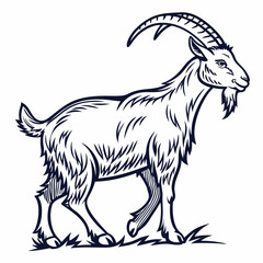 goat on a white background