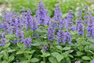 Obraz premium Catmint Flower Close-Up with Bumblebee in Garden