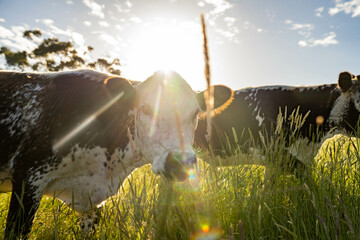 Stud beef cows in a field on a farm in England. English cattle in a meadow grazing on pasture in...