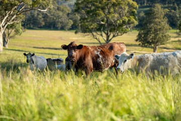 Stud beef angus cows in a field on a farm in England. English cattle in a meadow grazing on pasture in springtime. Green grass growing in a paddock on a sustainable agricultural ranch. in springtime