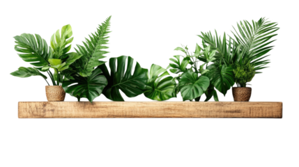 Lush green tropical plants arranged on a wooden shelf isolated on transparent background, PNG