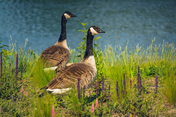 wild bird, wild goose Canada goose standing in the green grass near the water reservoir in the countryside