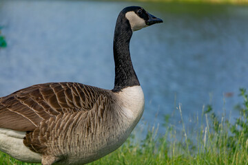 wild bird, wild goose Canada goose standing in the green grass near the water reservoir in the countryside