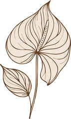 Fototapeta premium PNG, set of contour spring flowers Spathiphyllum, line art floral, outline leaves, stems, black and white illustration Anthurium, decorative elements of plants stylized Aglaonema, flower Calla