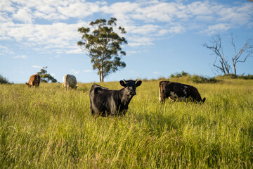 beautiful cattle in Australia  eating grass, grazing on pasture. Herd of cows free range beef being regenerative raised on an agricultural farm. Sustainable farming