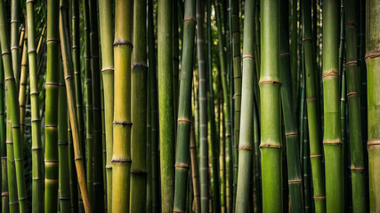 Fototapeta premium Bamboo Fence Texture background