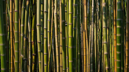 Obraz premium Bamboo Fence Texture background