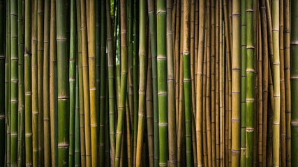 Fototapeta premium Bamboo Fence Texture background