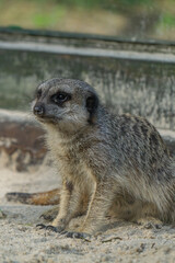 gray meerkat, wild animal, predatory mammal sitting on the sand with a funny face