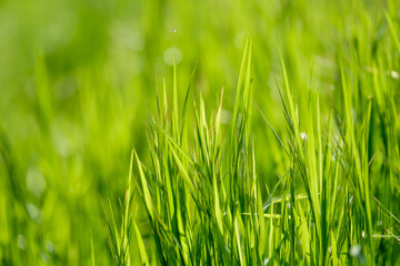 Grashalme im Gegenlicht vor unscharfem Hintergrund mit Bokeh