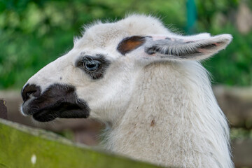 Obraz premium llama animal portrait, white standing llama