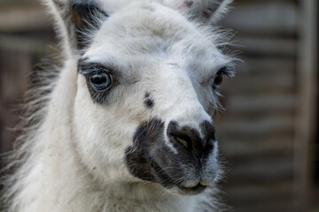 Obraz premium llama animal portrait, white standing llama